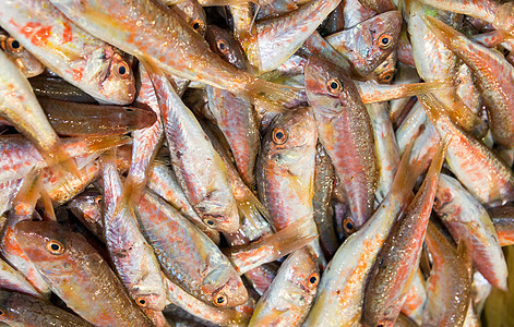 红鱼美食食物钓鱼营养灰色橙子渔业红色盐水海洋图片