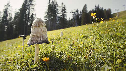奥地利阿尔卑斯山 穆特拉姆野花旅行食物植物群森林场景农村疾病生长自然图片