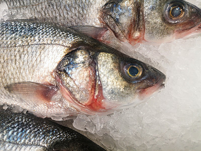 新鲜的冷却鱼 在商店窗户 柜台和橱窗中的冰面上铺着天平海鲜盐水冷藏展示购物架子销售食物零售饮食图片