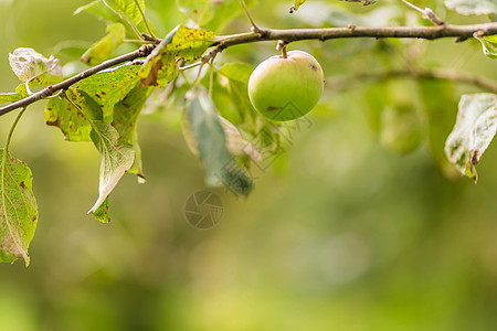 苹果树 农业 焦点软和背景模糊的叶子果园植物农场营养季节团体收成树枝水果生长图片