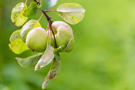 苹果树 农业 焦点软和背景模糊的叶子团体收成生长植物季节食物花园枝条果园营养图片