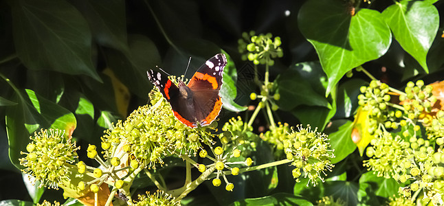 红蝴蝶海军上将坐在盛开的iv脆弱性橙子翅膀植物鳞翅目野生动物昆虫地面动物宏观图片