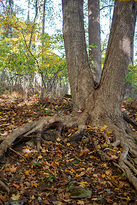 秋树林中树根有树干和长细条根图片