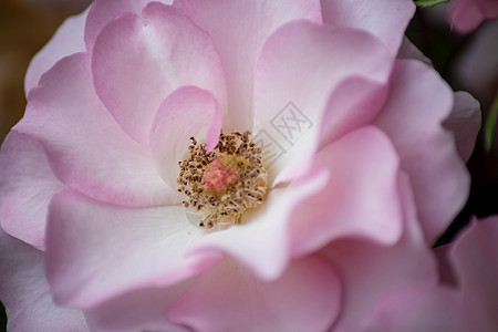 粉红玫瑰花瓣宏特写一朵开阔玫瑰 有选择的焦点吸引眼睛背景