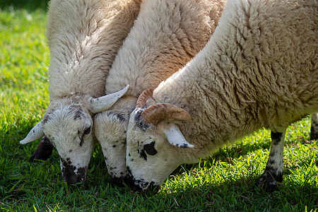 绵羊在绿草地放牧图片