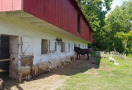 马和羊在古代殖民美国农场的阴影下安息图片