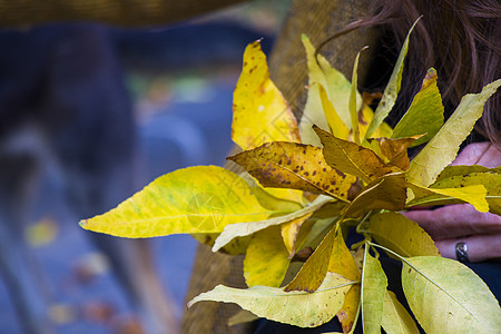黄树叶 自然背景 黄色休假和手持叶叶的秋秋秋落手指叶子金子植物收藏季节阳光森林墙纸植物群图片