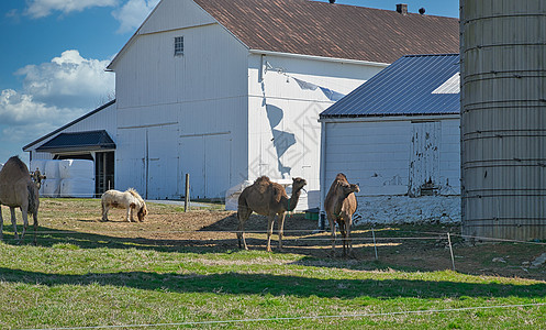在宾夕法尼亚州春日见到的骆驼群农场男性野生动物奶牛牙齿团体天空哺乳动物奶制品马匹图片