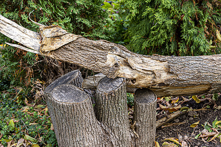 砍断的树枝上折断的树木图片