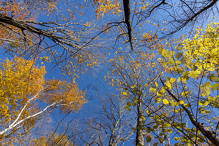 树顶上有橙色和黄色叶子 与蓝天相对图片