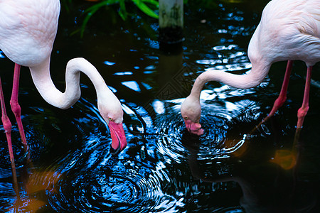 动物园池塘中的粉红火烈鸟情调翅膀公园脖子国家反射热带动物异国动物群图片