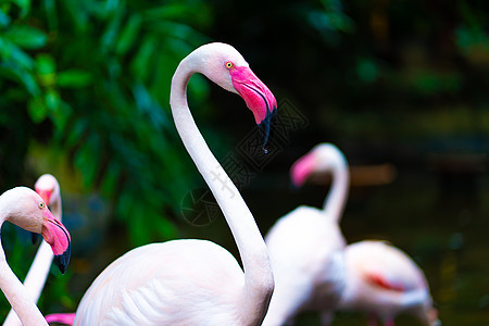 动物园池塘中的粉红火烈鸟荒野羽毛动物野生动物公园鸟类反射动物群蓝色团体图片