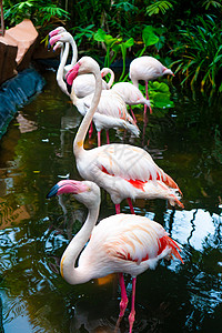 动物园池塘中的粉红火烈鸟羽毛翅膀情调野生动物脖子国家动物鸟类异国热带图片