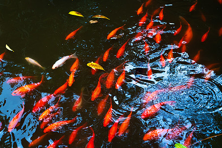 池塘里成群的日本红雕像 鱼作为室内装饰品宠物金鱼橙子游泳异国锦鲤生活动物花园金子图片