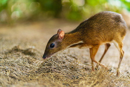 Kanchil 是一只来自热带的神奇可爱的小鹿 鼠鹿是最不寻常的动物之一 偶蹄鼠国家男性季节打猎尾巴林地反射森林耳屏哺乳动物图片