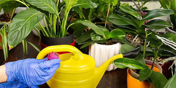 organic houseplant fertilizer