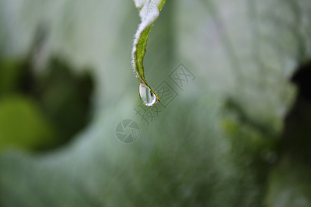 在花朵和植物上滴落的珠子 宏观和特写的照片 自然背景滴水环境叶子雨滴水滴花园植物群生长季节草地图片