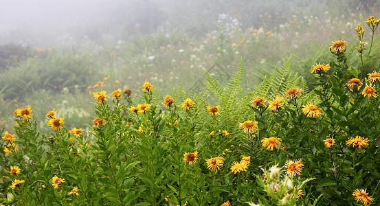 在花朵和植物上滴落的珠子 宏观和特写的照片 自然背景雨滴草地生长太阳季节花园液体环境场地叶子图片