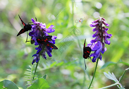 花朵和植物上的蝴蝶 自然和野生生物 昆虫的生命 绿色背景季节宏观动物鳞翅目野性翅膀植物群彩色场地公园图片