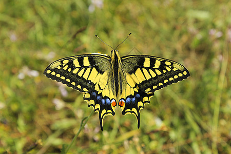 花和植物上的蝴蝶燕尾 自然和野生动物 昆虫生命 绿色背景场地翅膀环境彩色动物群植物群花头动物哺乳动物季节图片