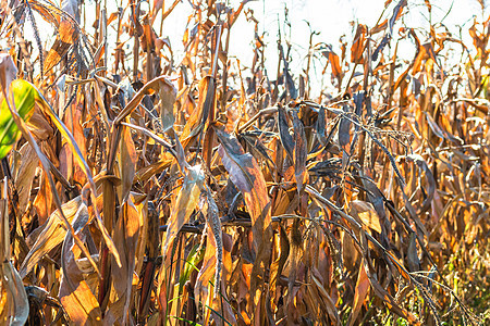 田间末端有金子的季末田地玉米种植园生长玉米地粮食农场场地植物叶子环境图片
