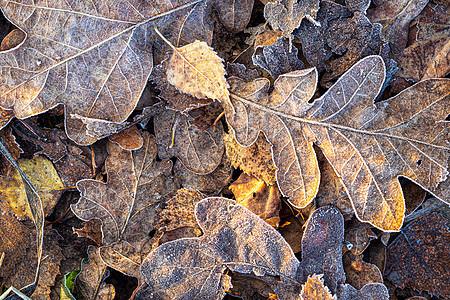 秋天清晨 棕色橡树落叶被霜冻覆盖橡树叶磨砂背景冻结季节性宏观背景图片