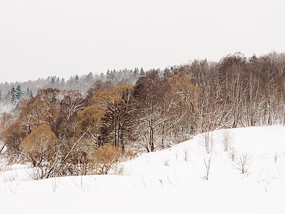 冬季自然背景 下雪下树木生长在寒风之下图片