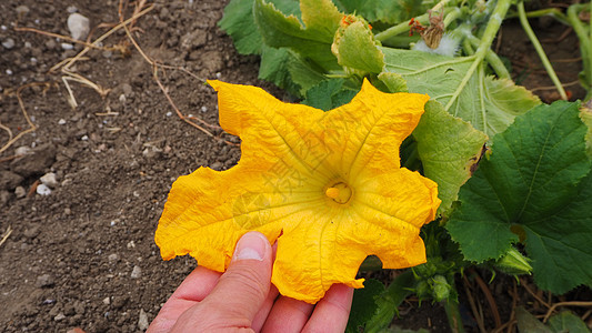 大瓜花 非常接近南瓜花黄色的黄色植物绿色叶子食物农业花园蔬菜橙子图片