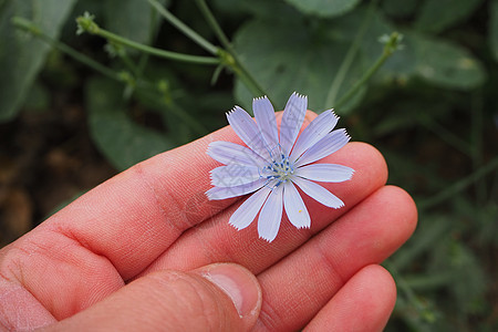 蓝花 药用蓝植物绿色蓝色苣花菊苣草本植物药品救助荒野植物群图片