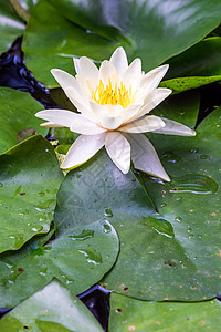 白莲水百合花花在池塘中图片