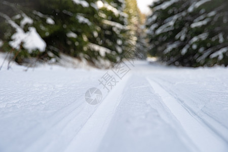 跨国滑雪的雪中脚印森林树木针叶树假期天气松树娱乐闲暇季节活动图片