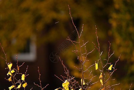 季节变化概念 — 光秃秃的树顶 有几片秋叶图片
