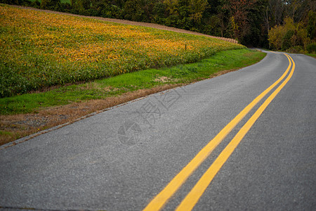 穿越秋季农田和森林的乡村公路弯曲图片