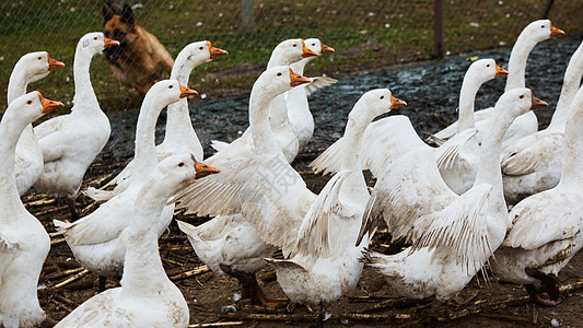 传统村鹅养殖场上种植家禽肥鹅 在村里经营集体鹅场地野生动物荒野团体动物草地动物群农村农场鸟类图片