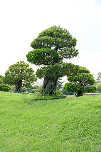 花园里的邦赛旅行曲线生长种植树干盆栽园艺松树公园文化图片