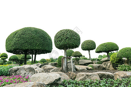 花园里的邦赛种植曲线园艺植物盆栽叶子树干生长文化旅行图片