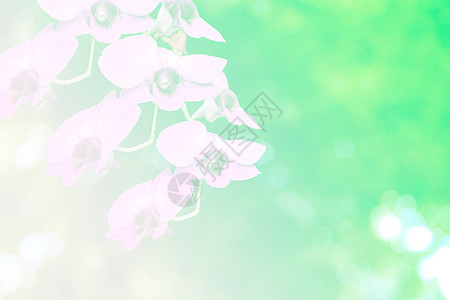 泰国紫兰花花瓣紫色热带荒野装饰温泉花束兰花花园植物图片