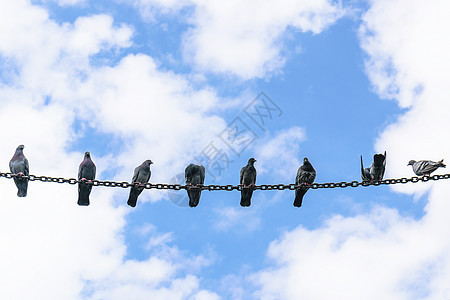 许多鸽子在钢铁链上爬过生活天空眼睛动物野生动物观鸟男性羽毛公园蓝色图片