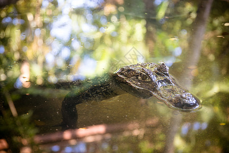 鳄鱼漂浮在池塘里热带爬行动物荒野动物动物群皮肤两栖动物爬虫危险游泳图片