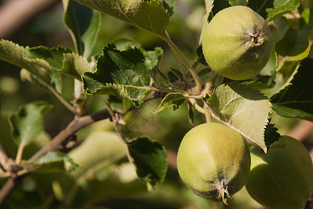 未成熟的苹果饮食收成高清图片