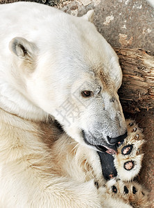 北极白熊睡在动物园外面的岩石上捕食者哺乳动物食肉动物野生动物毛皮荒野爪子濒危白色图片