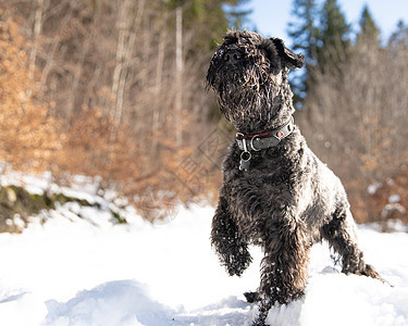 一只小黑狗在寒冬雪林中行走犬类公园小狗乐趣哺乳动物幸福动物行动跑步季节图片