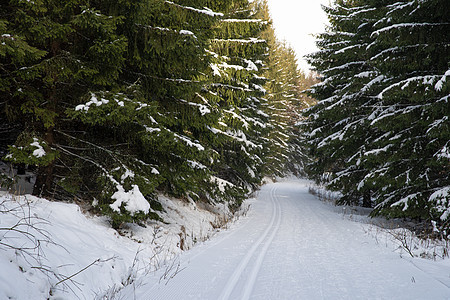 跨国滑雪的雪中脚印寒冷天气跑步森林树木针叶树高山活动抨击者闲暇图片
