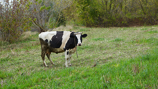 奶牛 奶牛 一个令人好奇的奶牛 笑声家畜天空农场小牛牛肉女性风景土地牛奶奶制品图片