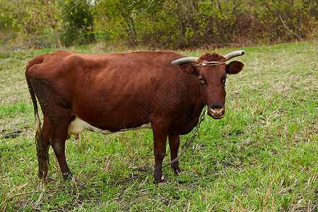 在农村的奶牛 奶牛 一头好奇的奶牛环境场地母牛风景动物群家畜晴天蓝色奶制品草本植物图片