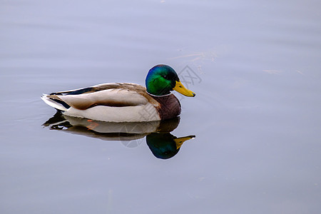 马拉德鸭子在水池中漂浮 与倒影图片