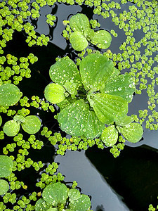 树叶上有雨滴宏观热带植物群生态森林花园生长植物生活水滴图片