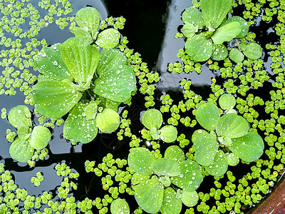 树叶上有雨滴季节宏观植物群生活生态热带花园叶子生长森林图片