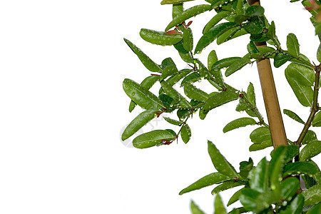 树上有雨滴植物生态树叶环境生长生活森林花园季节植物群图片