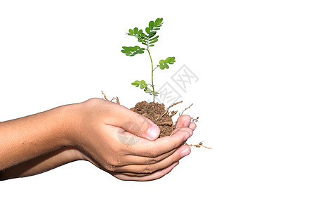 年轻的植物在手中移植幼苗绿色孩子叶子土壤树苗生长生活种植图片